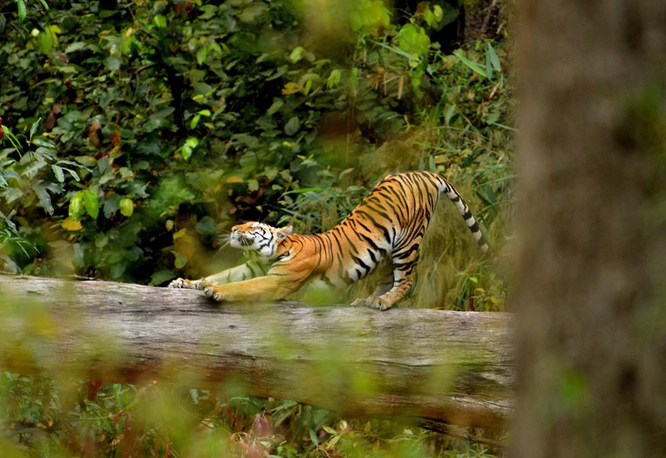 नेपालमा कति छ बाघ धान्न सक्ने क्षमता ? - www.kathmandupati.com